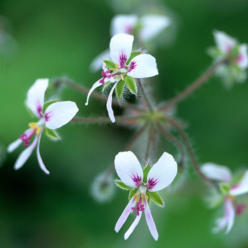 3 x 9cm potted plant Pelargonium tomentosum