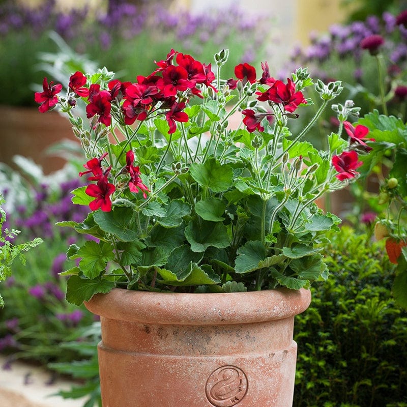 3 x 9cm potted plant Pelargonium Voodoo