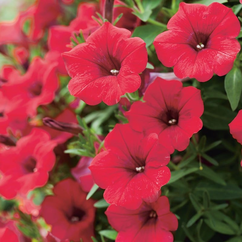 3 x 9cm potted plant Petunia Surfinia Deep Red