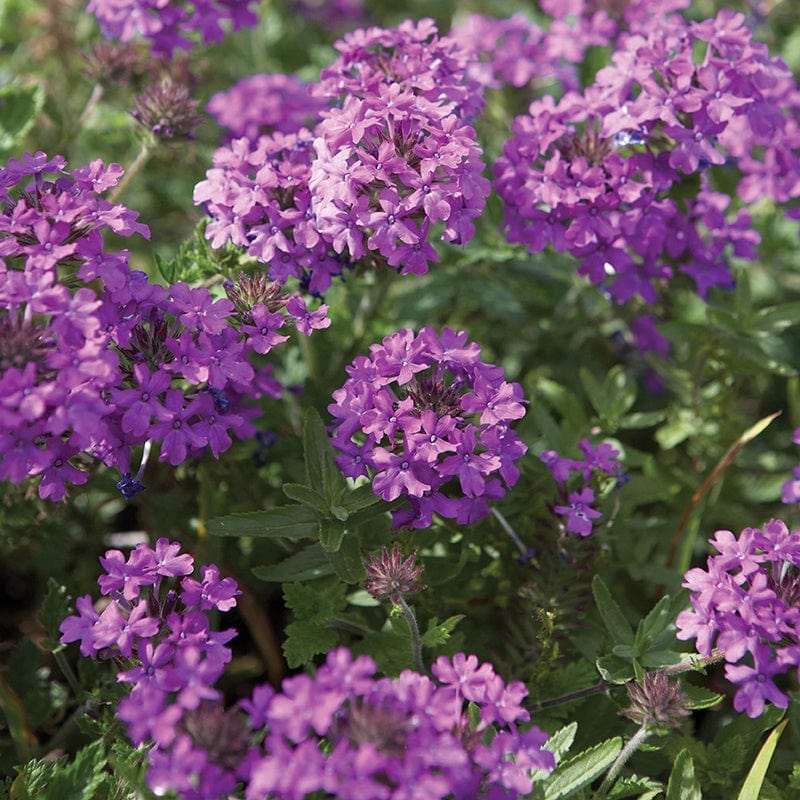 3 x 9cm potted plant Verbena Homestead Purple