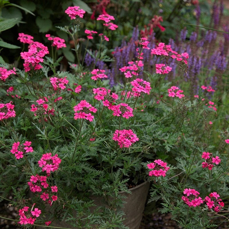 3 x 9cm potted plant Verbena Sissinghurst