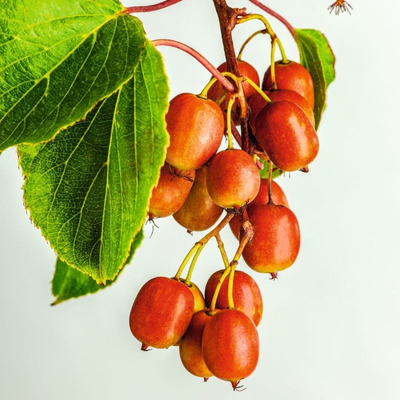 3 x 9cm potted plants Kiwi (Actinidia) Ken's Red