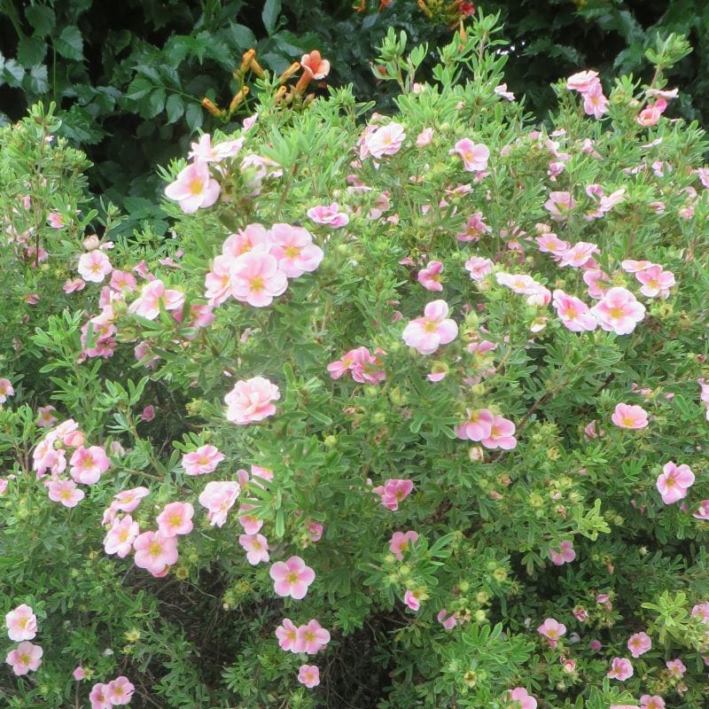 Potentilla fruticosa Pink Whisper Shrub Plants from Woolmans. – Johnsons