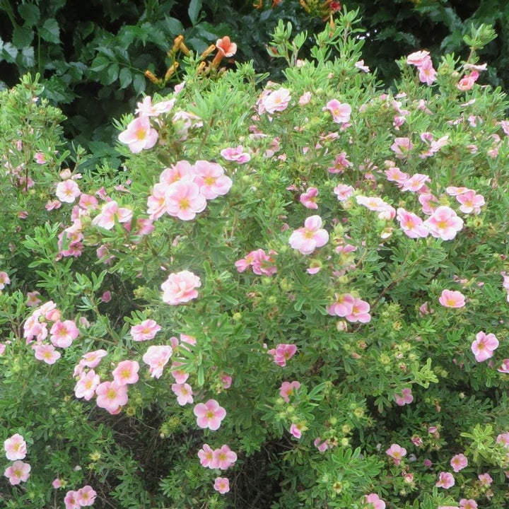 3 x 9cm Potted Plants Potentilla fruticosa Pink Whisper Shrub Plants