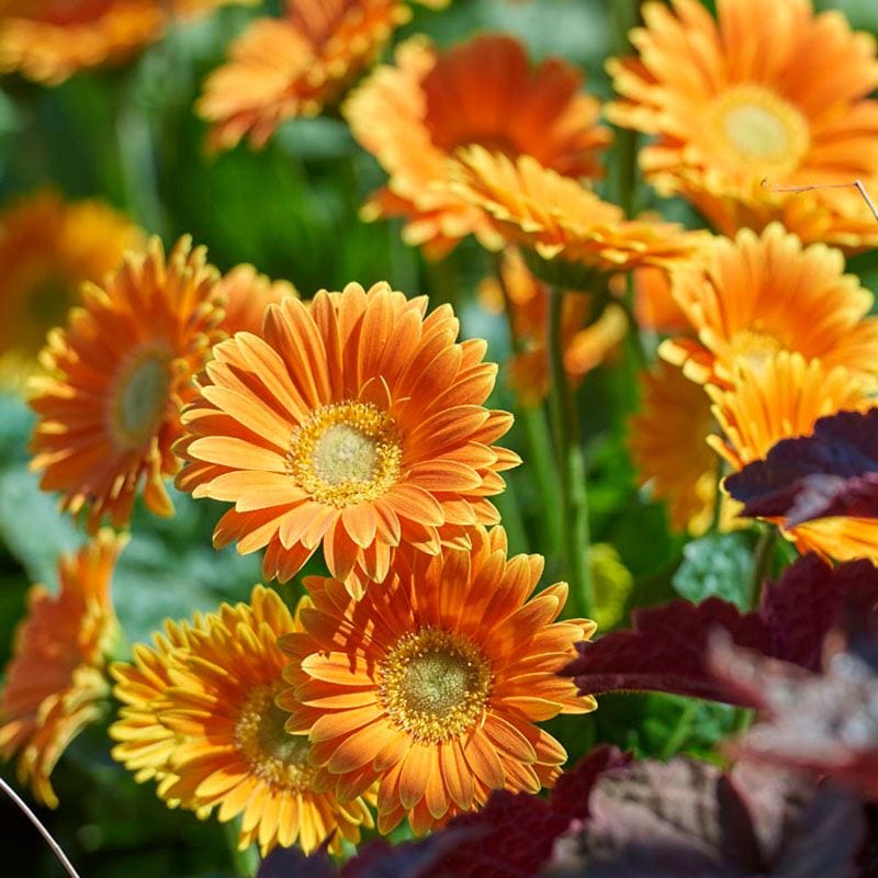 3 Young Plants Gerbera Garvinea Sweet Caroline