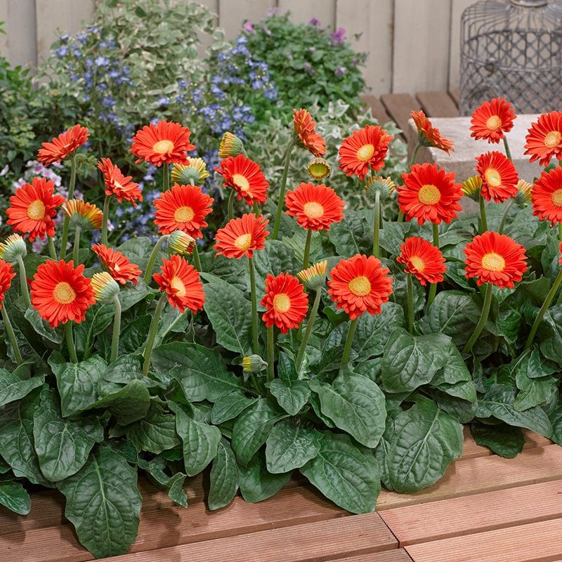 3 Young Plants Gerbera Garvinea Sweet Glow