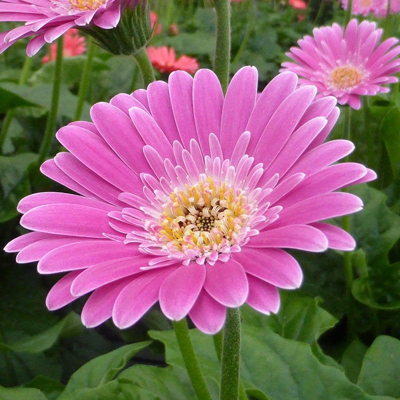 3 Young Plants Gerbera Garvinea Sweet Surprise