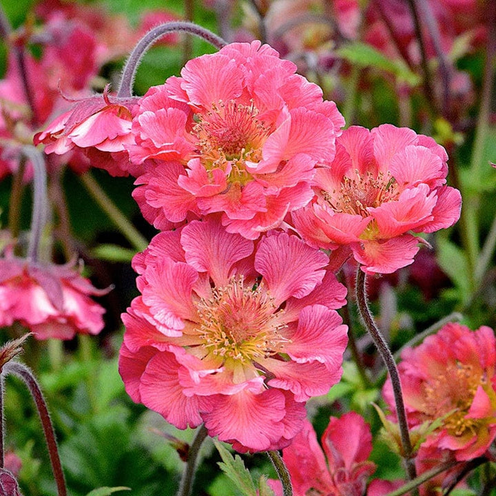 3 Young Plants Geum Pink Petticoats