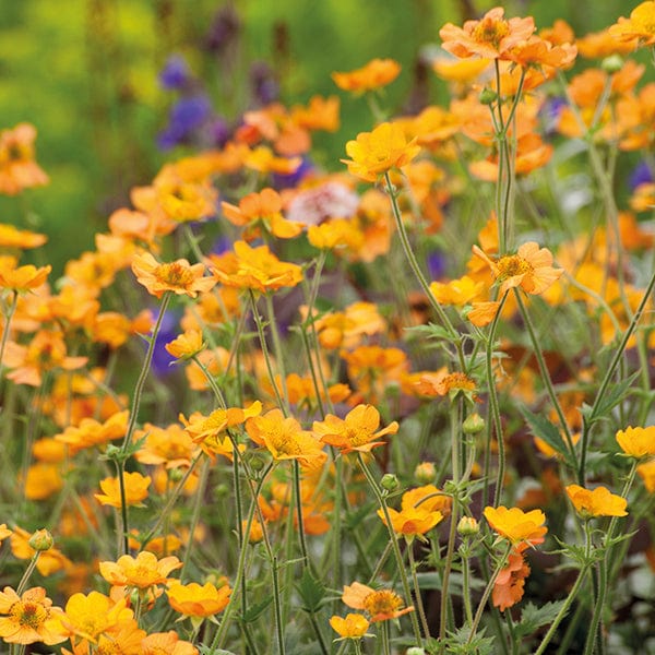 3 Young Plants Geum Totally Tangerine