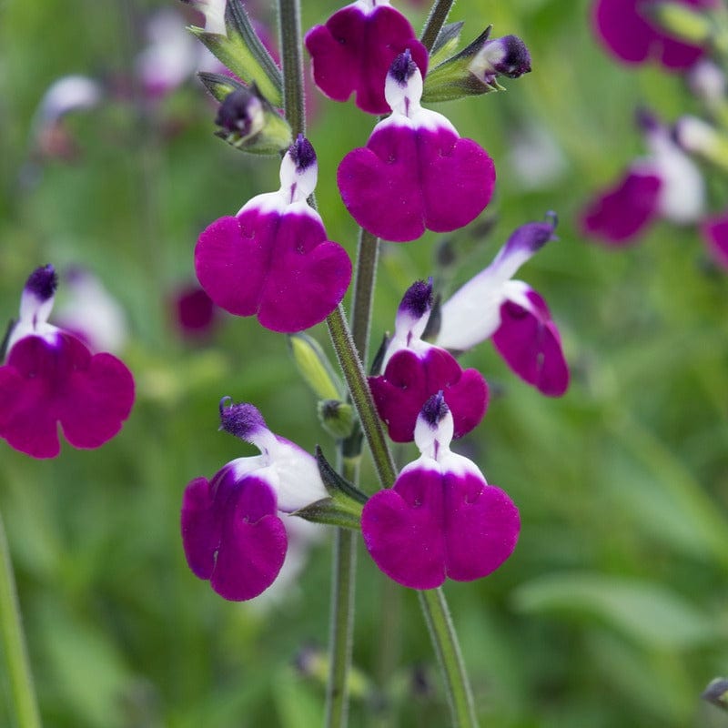 3 Young Plants Salvia Amethyst Lips