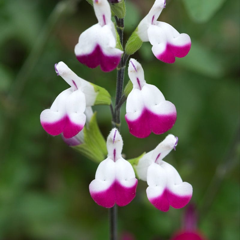 3 Young Plants Salvia Cherry Lips