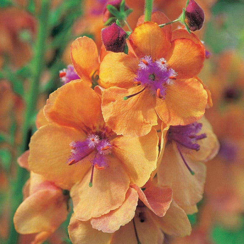 3 Young Plants Verbascum Clementine