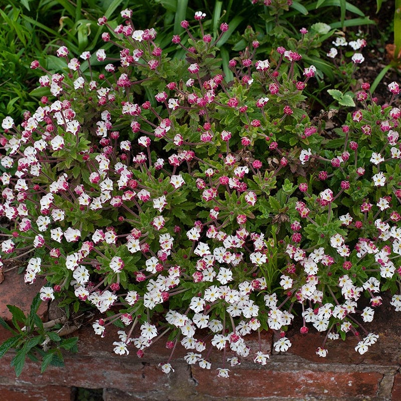 3 Young Plants Zaluzianskya ovata (Night Phlox)