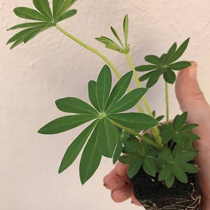 30 garden ready plants (EARLY) Lupin Gallery Mixed