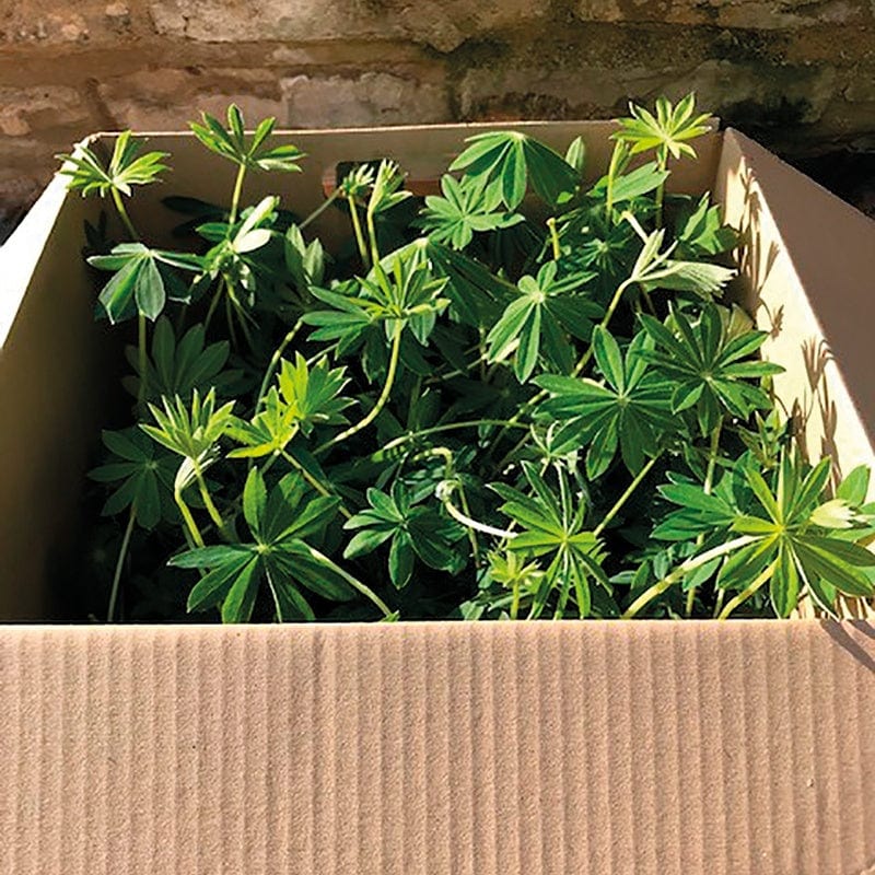 30 garden ready plants (EARLY) Lupin Gallery Mixed