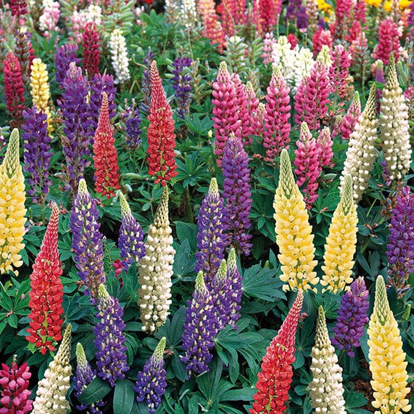 30 garden ready plants (LATE) Lupin Gallery Mixed