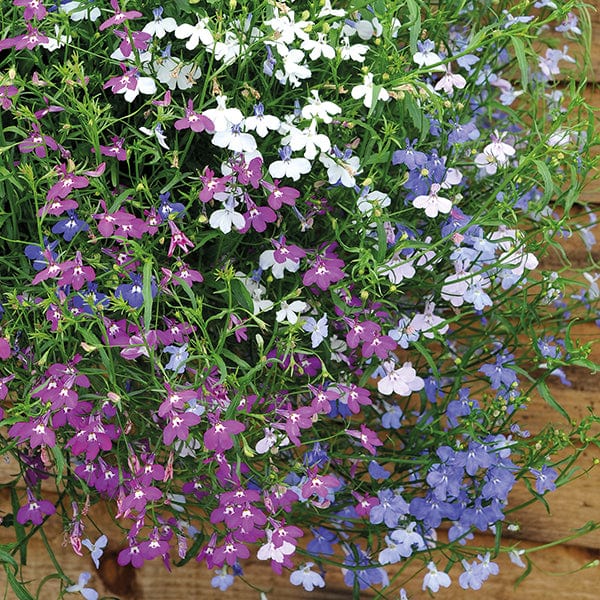 30 garden ready plants Lobelia Wonderfall Mixed