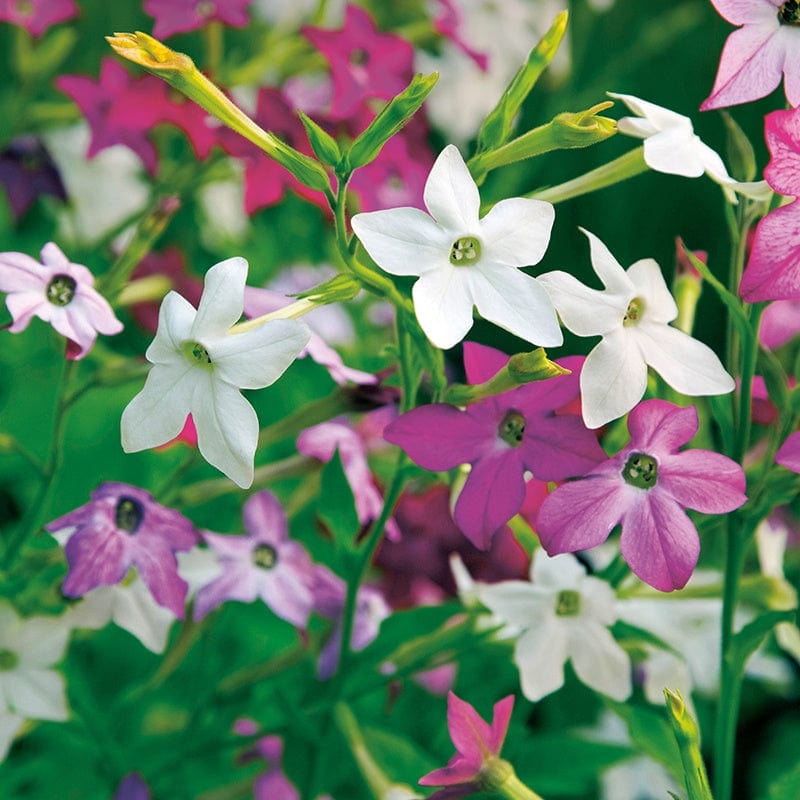 30 garden ready plants Nicotiana Perfume Mixed F1