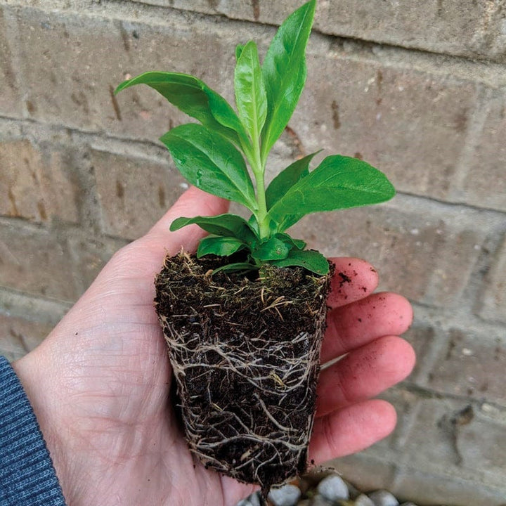 30 garden ready plants Penstemon Arabesque Mixed F1