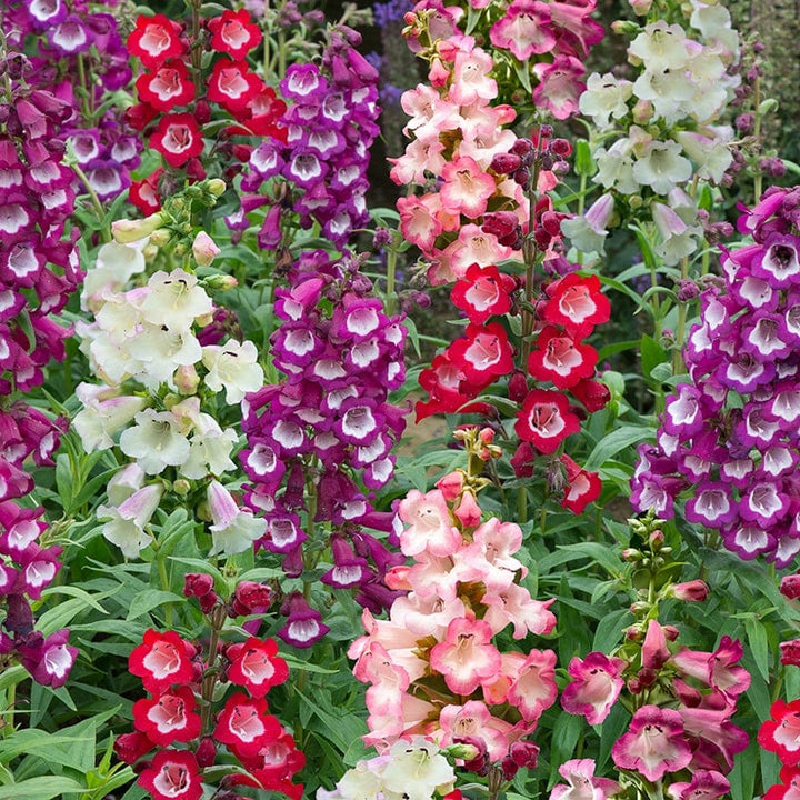 30 garden ready plants Penstemon Arabesque Mixed F1