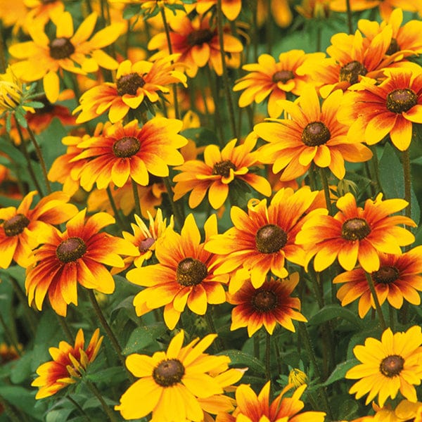 30 garden ready plants Rudbeckia Toto Mixed