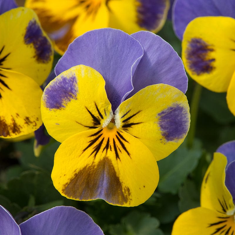 30 Garden ready plants Viola Sorbet Yellow Blue Jump Up F1