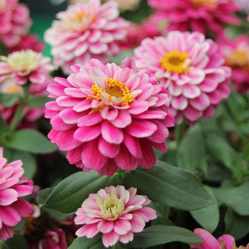 30 garden ready plants Zinnia Zahara Double Raspberry Ripple F1