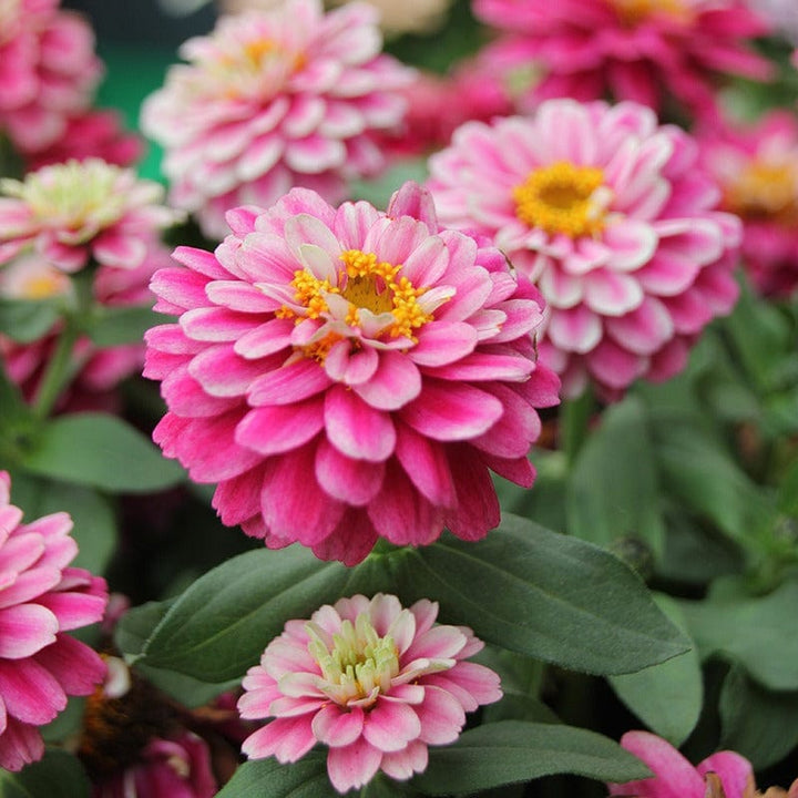 30 garden ready plants Zinnia Zahara Double Raspberry Ripple F1