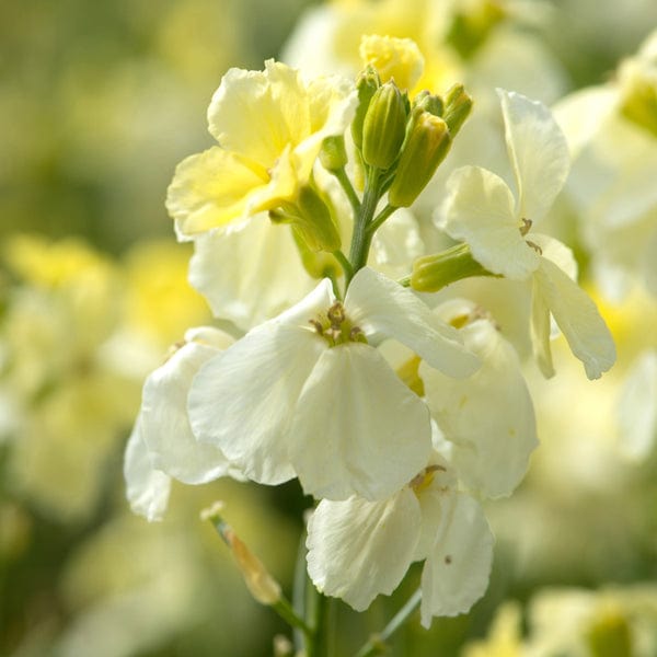 30x bare root Wallflower Ivory White