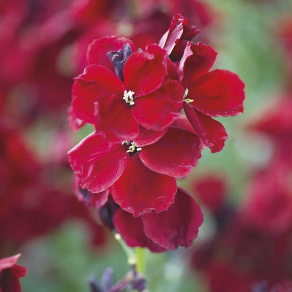 30x bare root Wallflower Purple Shades