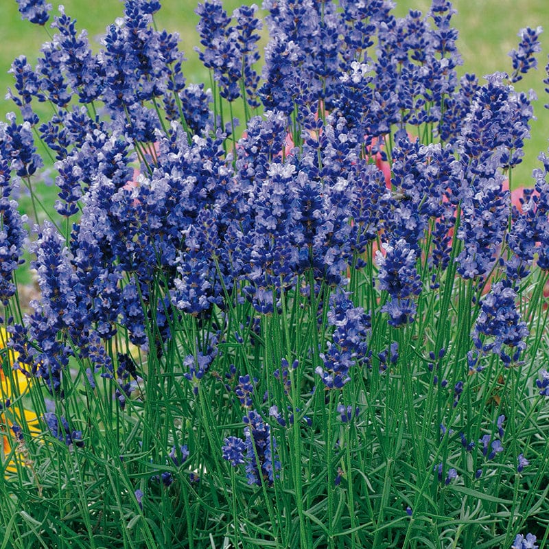 1x 9cm potted plant Lavender Angustifolia Hidcote Flower Plants