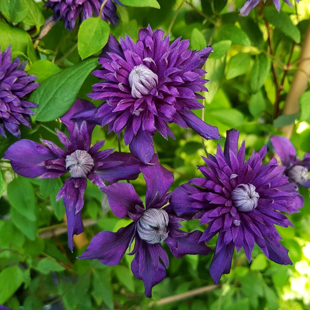 3x 9cm potted plant Clematis Double Flower Collection Plants