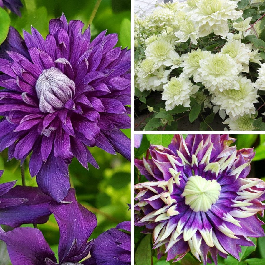 3x 9cm potted plant Clematis Double Flower Collection Plants