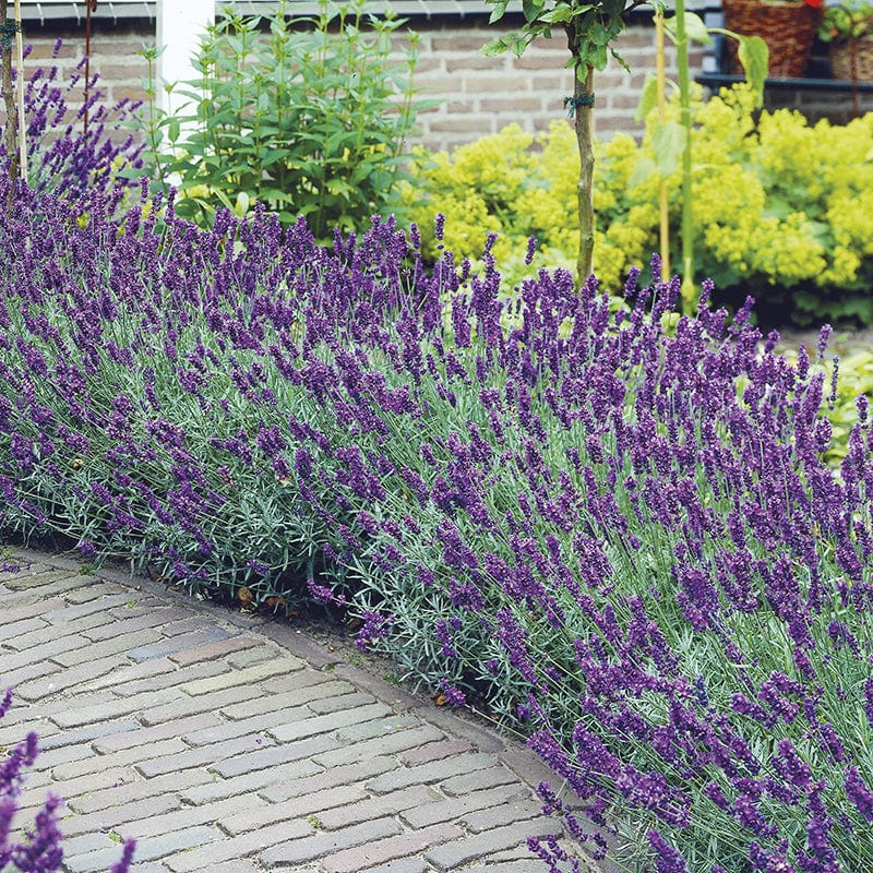 3x 9cm potted plant Lavender angustifolia Hidcote
