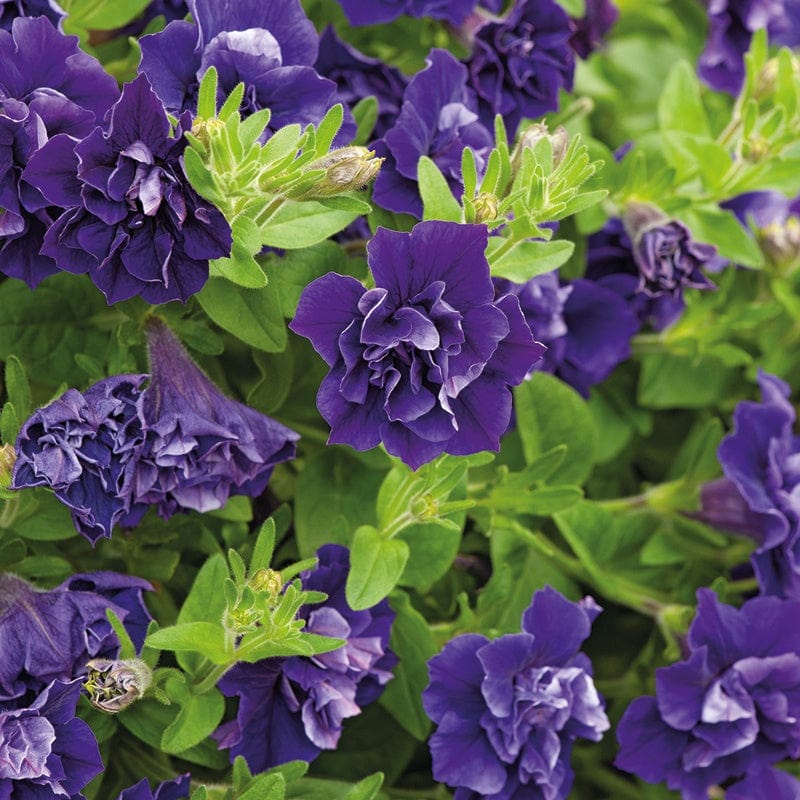 3x 9cm potted plant Petunia Tumbelina Belinda