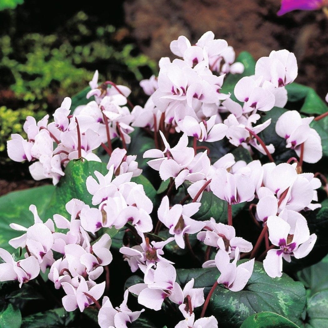 3x 9cm potted plants Cyclamen Cyberia White Plants