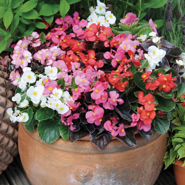 40 standard plugs Begonia Devil's Delight Mixed F1