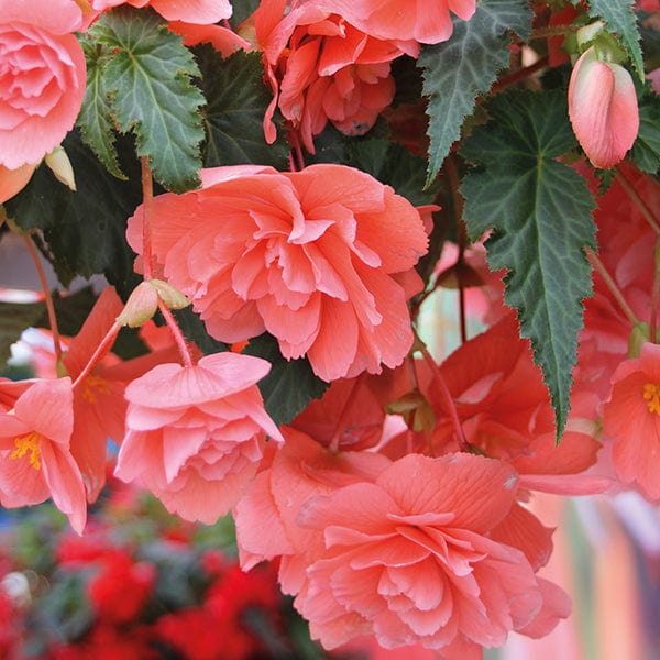 40 standard plugs Begonia Illumination Salmon Pink F1