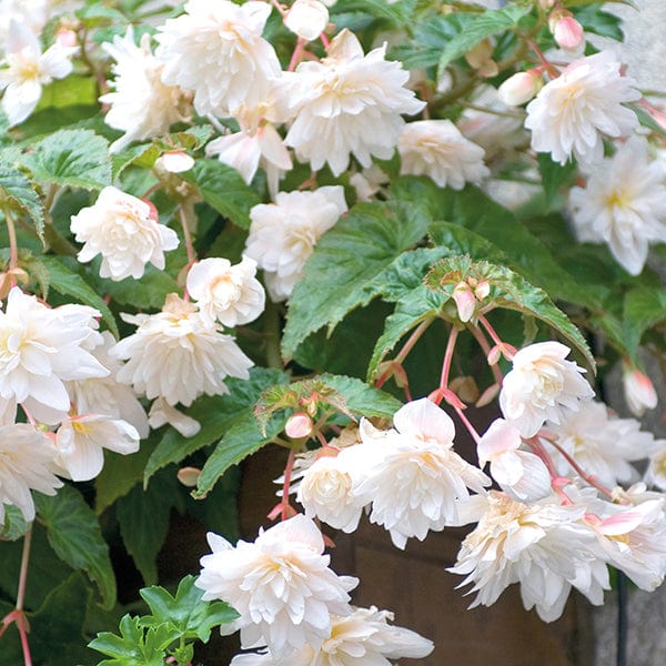 40 standard plugs Begonia Illumination White F1