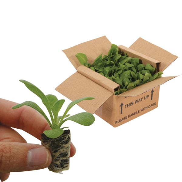 40 standard plugs Petunia Double Pirouette Mixed F1