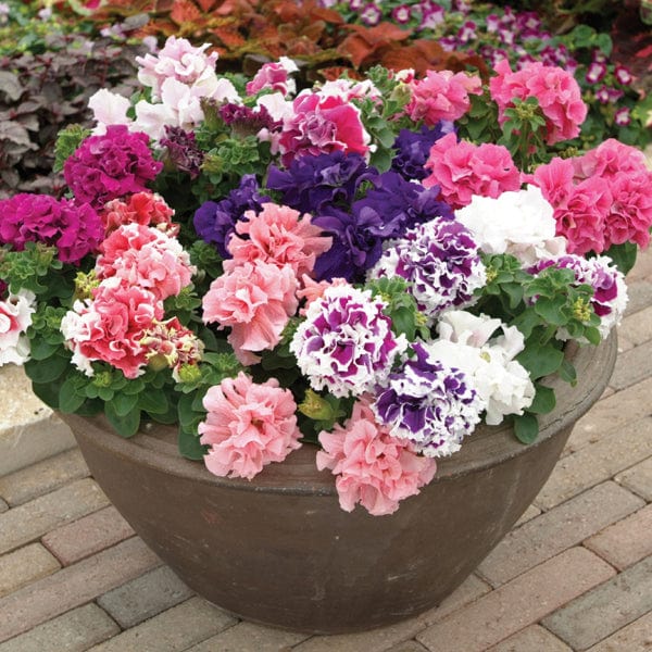 40 standard plugs Petunia Double Pirouette Mixed F1