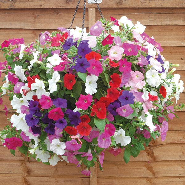 40 standard plugs Petunia Easy Wave Mixed F1