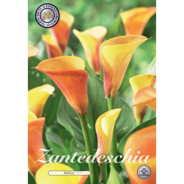 Zantedeschia Mango Flower Bulbs