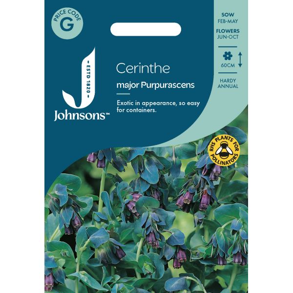 Cerinthe major Purpurascens Seeds