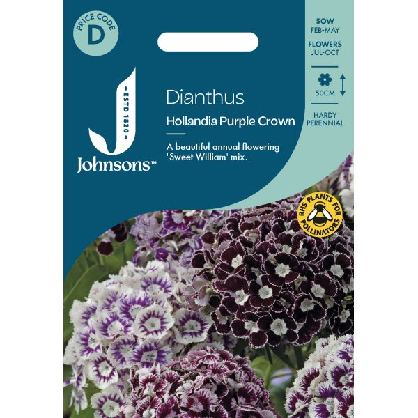Dianthus Hollandia Purple Crown Seeds