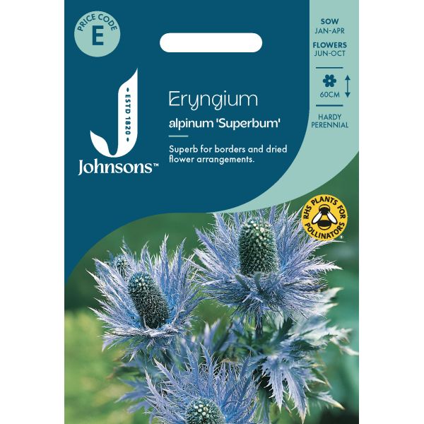 Eryngium Alpinum Superbum Seeds