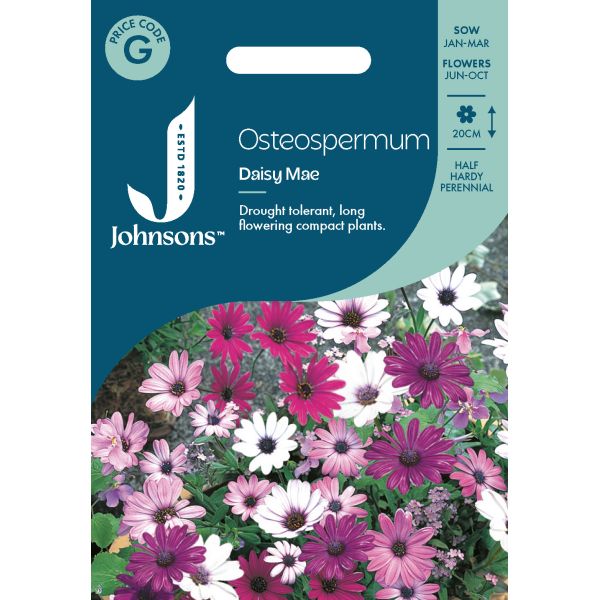 Osteospermum Daisy Mae Seeds