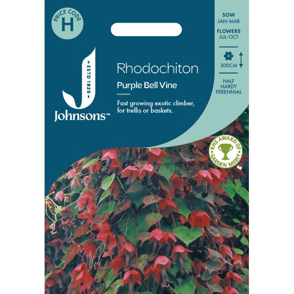 Rhodochiton Purple Bell Vine Seeds