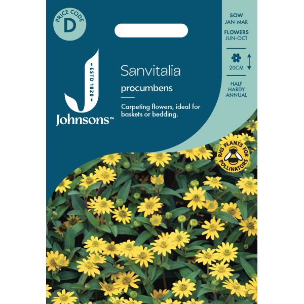 Sanvitalia procumbens Seeds