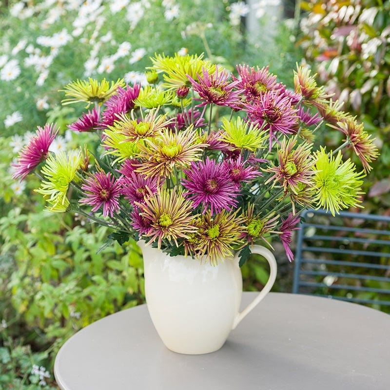 5 x 9cm potted plant Chrysanthemum Starburst Collection